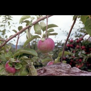 Meet your Posher, Nicolas